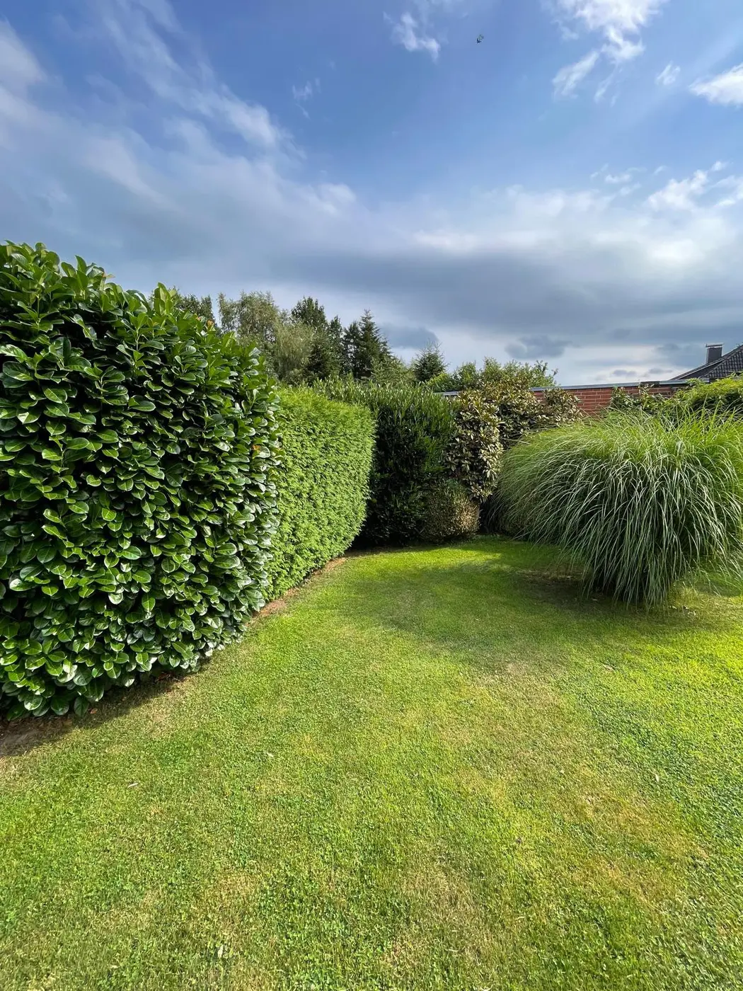 Frisch geschnittene Hecke am Rasen