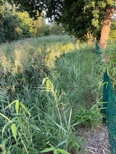 Zugewachsener Grabenrand — Vorher