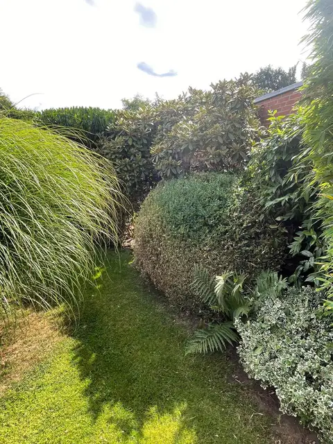 Hecke und Rasen — Vorher