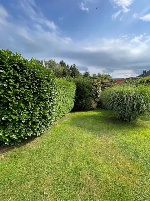 Hecke und Rasen — Nachher